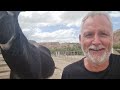 Spine Chilling Donkey Fights For Sticks