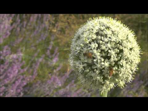 Hockinson HS FBLA Public Service Announcement NLC 2015