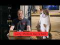 Larry The Downing Street Cat Podium Guy