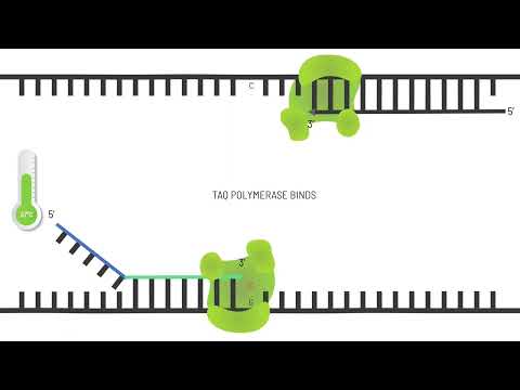 Ever wondered how PACE® Genotyping Master Mix works?