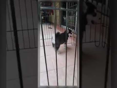 My Bella's Life Journey ❤️