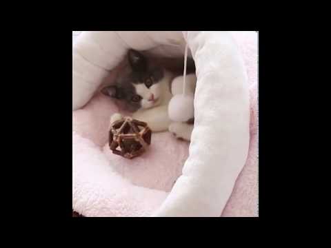 Pet Cat Small Dog Warm Bed Winter Sofa Kennel Sleeping Nest