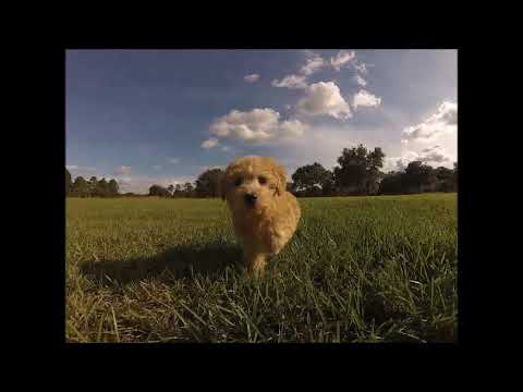 Maltipoo Tampa Fl