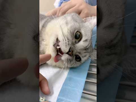 #animals #foryou #youtubeshorts #pets #love #cat
