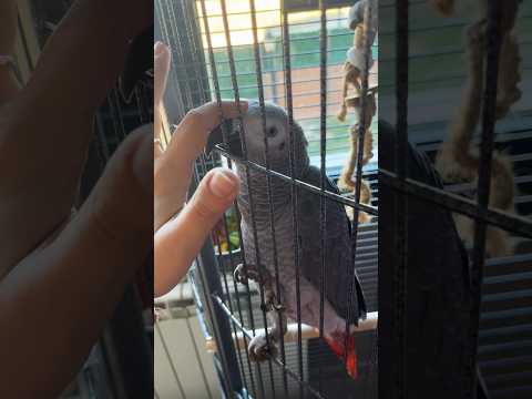 La paz que transmite este lorito 🥰....#loro #yaco #birds #parrot #pets #funnyanimals #animal #love