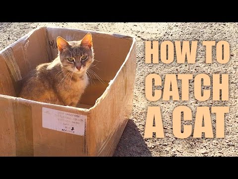 How to Catch a Cat 😼