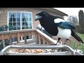 The Big Bird On The Block