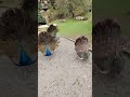 Peacock Mating Dance I Think
