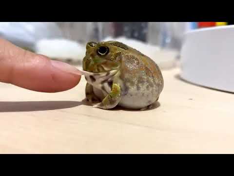 Tickling a frog 🐸😄