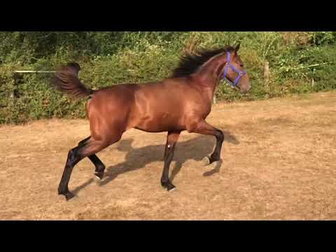 lot 40 - Earl du LOISIR & M Elis. GARDIN - HAMLET DU LOISIR / Opus Viervil - Annie du Loisir