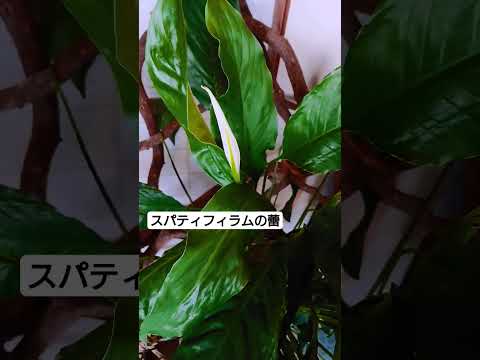 葉が黄色くなったスパティフィラムの手入れ方法は？原因は何ですか?  庭園
