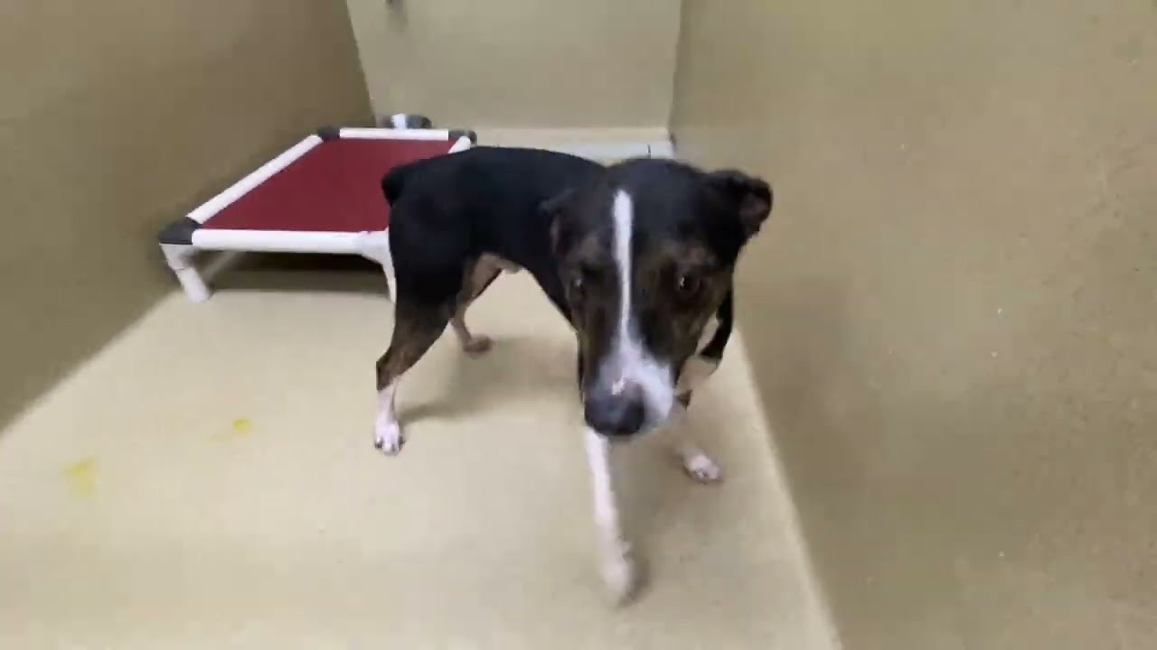 Dillian, a ADOPTABLE Feist in Monroe, GA video 3/3