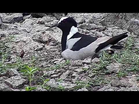 Djuma: Blacksmith Lapwings-One adult sitting on remaining egg - 07:54 - 08/29/20