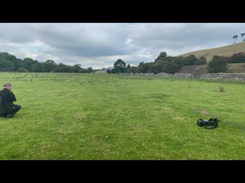 First year home bred female albidus goshawk