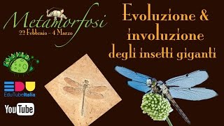 Evoluzione e involuzione degli insetti giganti || Metamorfosi