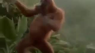 Download lagu JOGET ORANG UTAN ALA CHOKI CHOKI...wkwk mp3