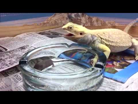 {{GSMOOTH}} SAY MY NAME