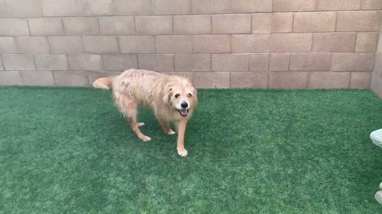 Cooper, a ADOPTABLE mixed breed in Los Angeles, CA video 2/6