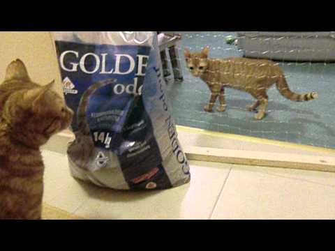 Fauch- und Knurrkonzert