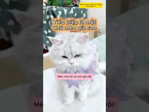 Tiểu Điệp là một chú mèo già sao #shorts #viral