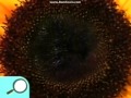 Noggin Show Tell Sunflower