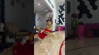 Download lagu Dunkin has more range than Air Bud #airbud #dog #goldenretriever #basketball #sports #viral #share mp3