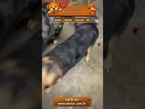 Vídeo de Nico e Vico