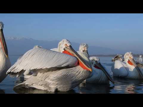 Dalmatian pelicans, Pelikany kędzierzawe, Greece 2018