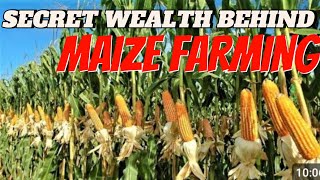 How to succeed in Maize (corn) farming and sell in millions. $500000 profits in sales.