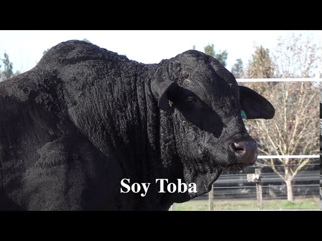 Vídeo SOY TOBA (5/8)