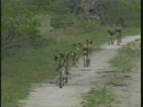 African Wild Dogs Pt 2