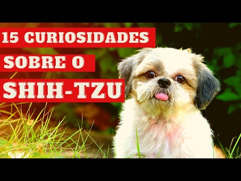 15 Fun Facts About the Shih-tzu Breed / Learn More About the Breed / Get to Know the Shihtzu Breed