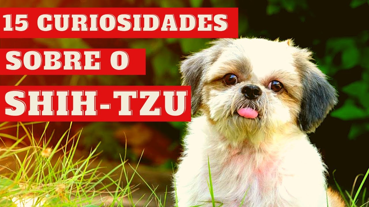 15 Curiosidades Sobre A Raça Shih-tzu / Saiba Mais Sobre A Raça / Conheça A Raça Shihtzu
