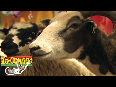 Zoboomafoo 124 - Lids | HD | Full Episode