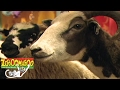 Zoboomafoo 124 Lids HD Full Episode