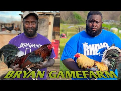 Madigan Claret Albany Grey - BRYAN FARM