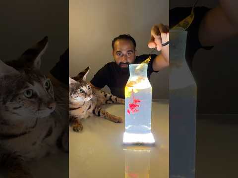 ترند الكركم مع قطي اسبن
