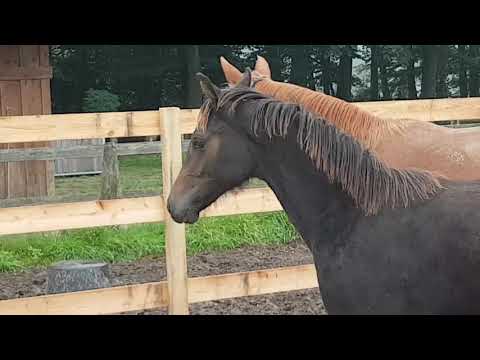 Ol Stutfohlen von Le Vivaldi x Quaterback