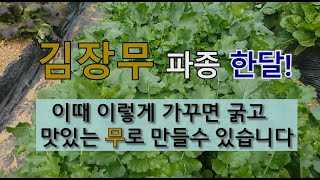 김장무 파종 한 달 이때 이렇게 가꾸면 굵고 맛있는 무 만들 수 있습니다. #김장무 가꾸기 #김장무 추비 하…