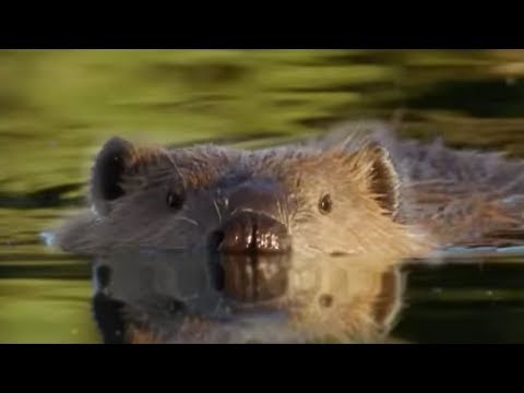 , title : 'Beaver Lodge Construction Squad | Attenborough | BBC Earth'