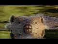 Beaver Lodge Construction Squad | Attenborough | BBC Earth