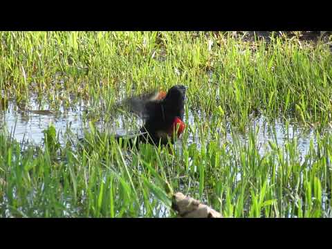 Red-winged Blackbird enjoys a bath "TWEET!" at the end, Weyburn SK June 3 2018