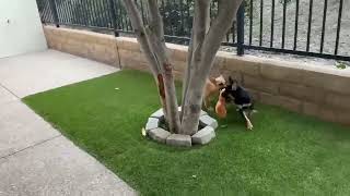 Video preview image #1 German Shepherd Dog-Unknown Mix Puppy For Sale in Mission Viejo, CA, USA