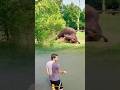 TERJADI LAGI DETIK DETIK KERBAU SMEKDON SINGA HINGGA TERBANG Animals Shorts