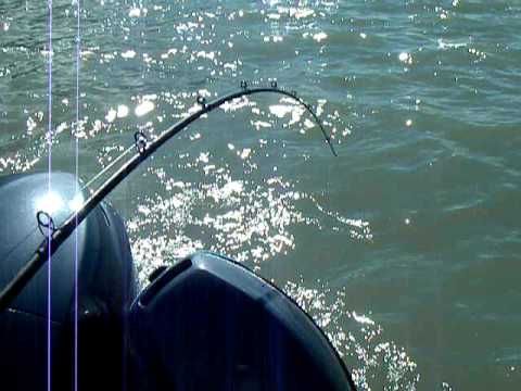 Sherry Cleave Battling a Sturgeon bigger than her with Riverside Fly and Tackle