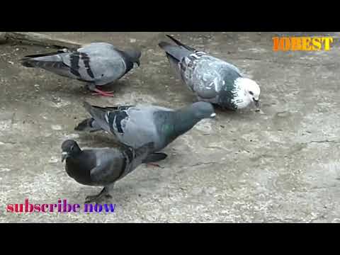 PIGEON FARMING IN LOCKDOWN