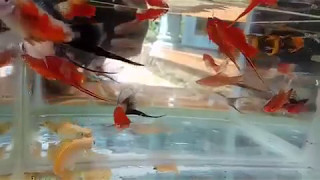 Platy fish all koloni