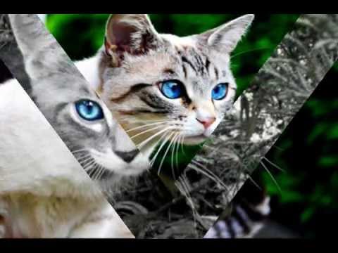 THE  CATS  WITH  BLUE  EYES.