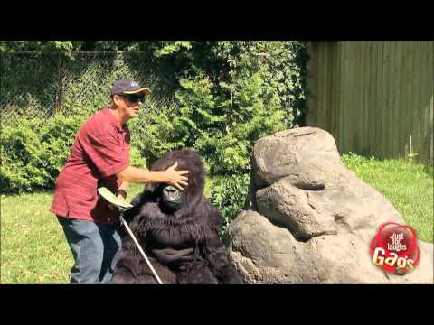 download lagu mp3 mp4 Juste Pour Rire Les Gags, download lagu Juste Pour Rire Les Gags gratis, unduh video klip Juste Pour Rire Les Gags