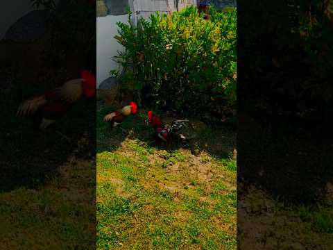 Pelea de gallos. Ningún animal salió lastimado luego de este video‼️🐓 #gallos#gallosdecombate#birds